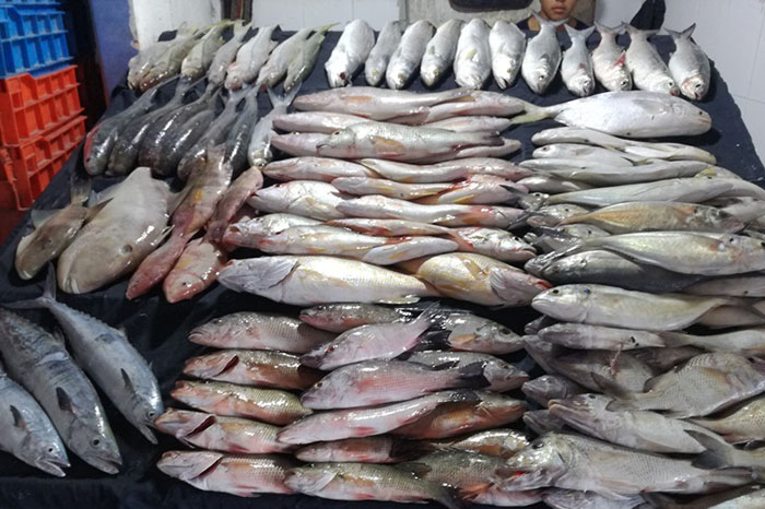 Semana Santa: Algunas recomendaciones                            para la venta y consumo de pescado