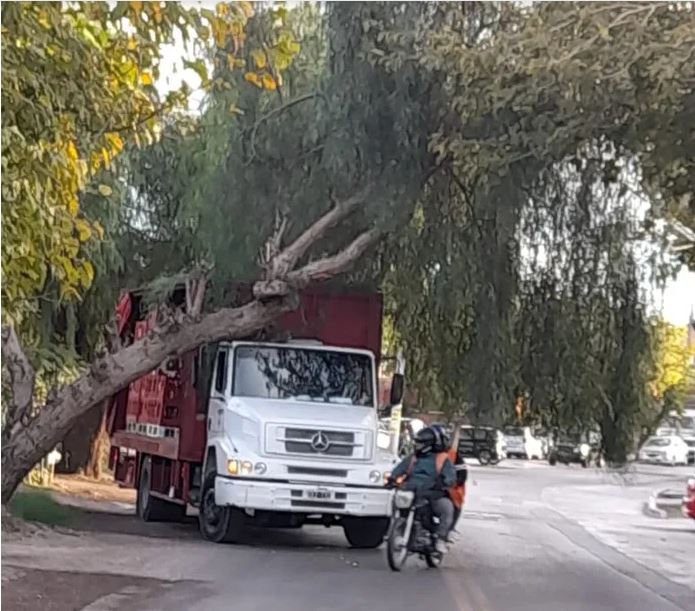 Cayó árbol sobre un camión distribuidor de bebidas