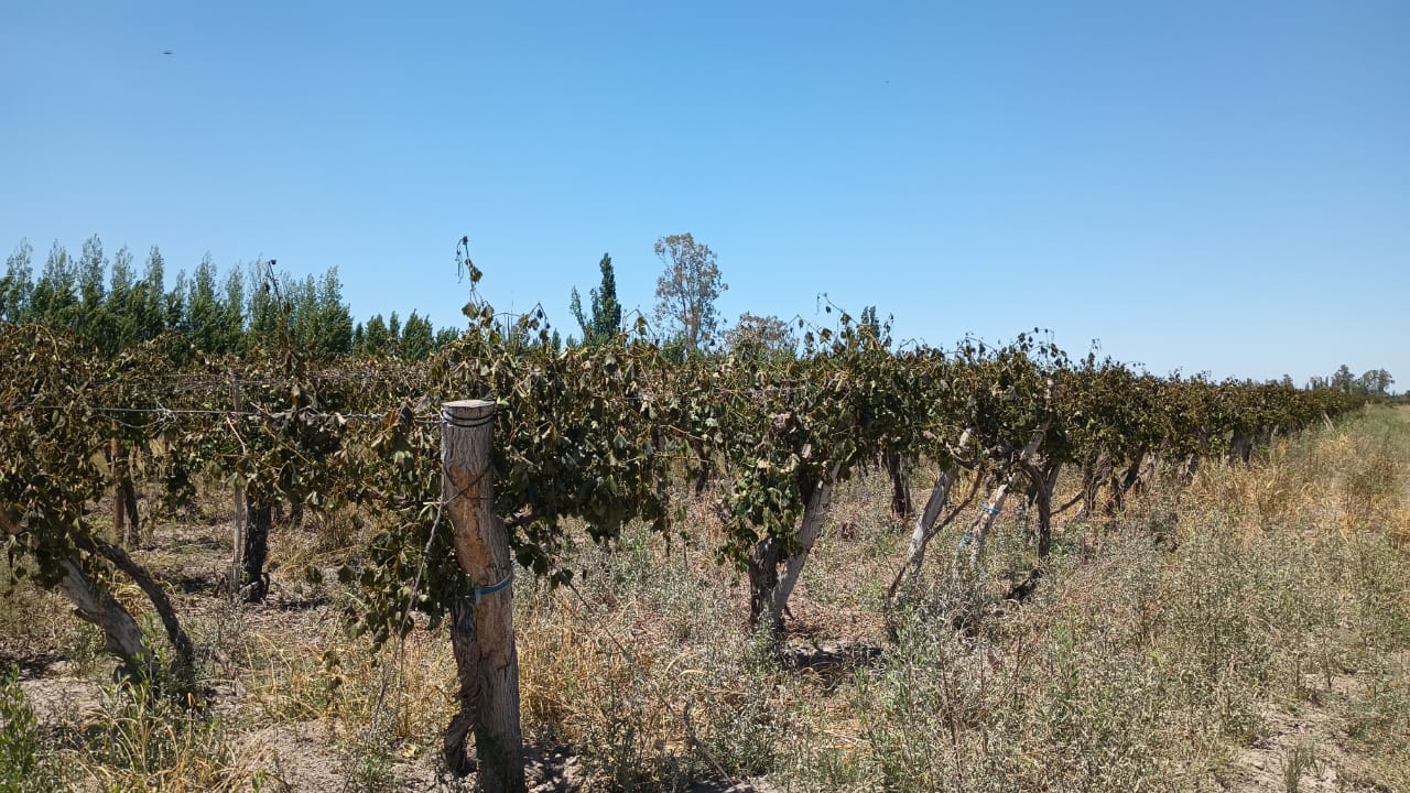 Por las heladas, recuerdan que está vigente el plan de ayuda a productores afectados por daños del clima