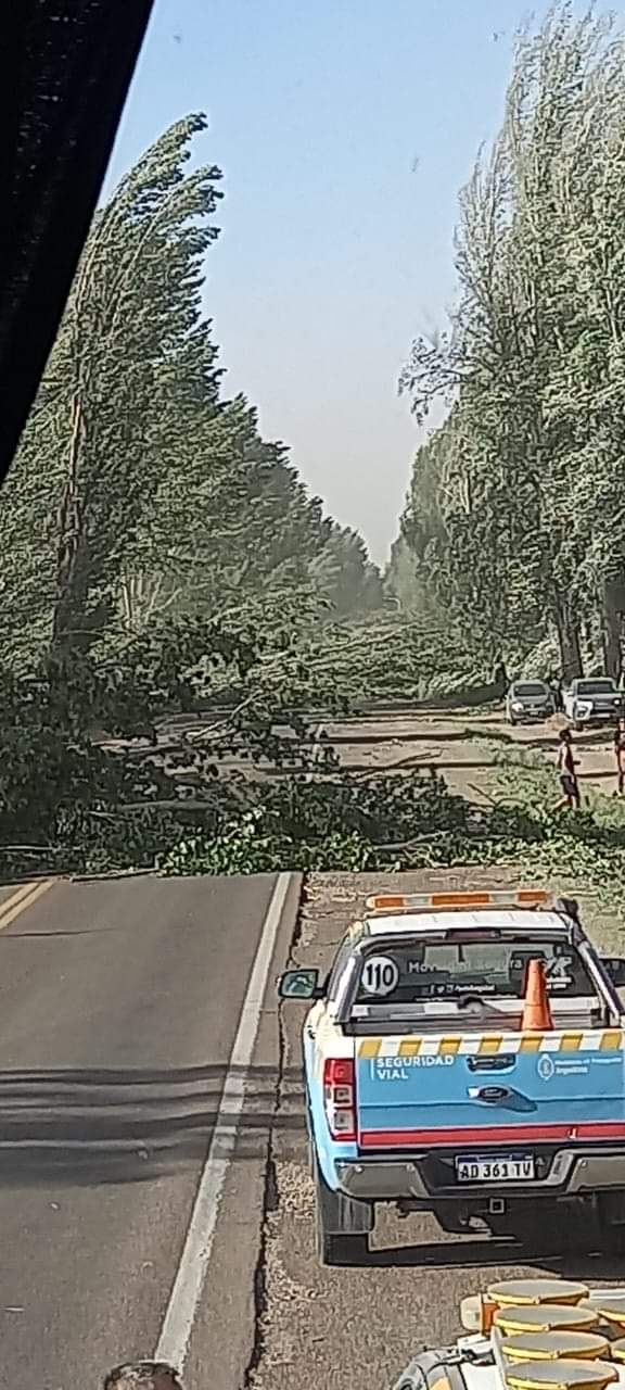Ruta 40: por el viento Zonda cayeron varios árboles y dejó unos 100 vehículos varados