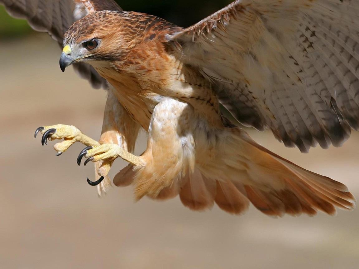 Los halcones de las Islas Malvinas podrían ser las aves más inteligentes