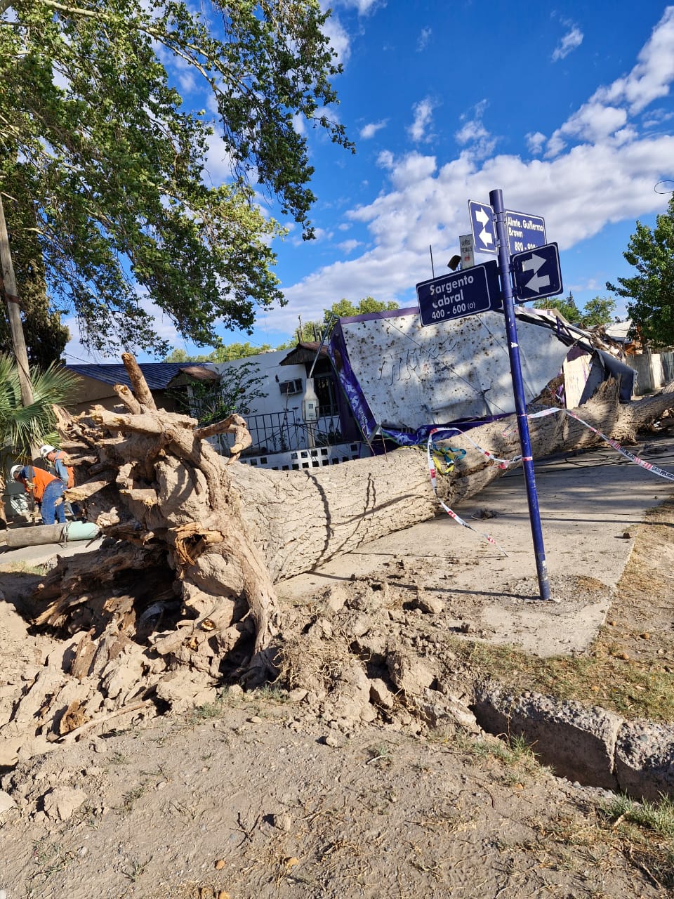 Un árbol que cayó por el viento dañó el frente de una casa en Rivadavia