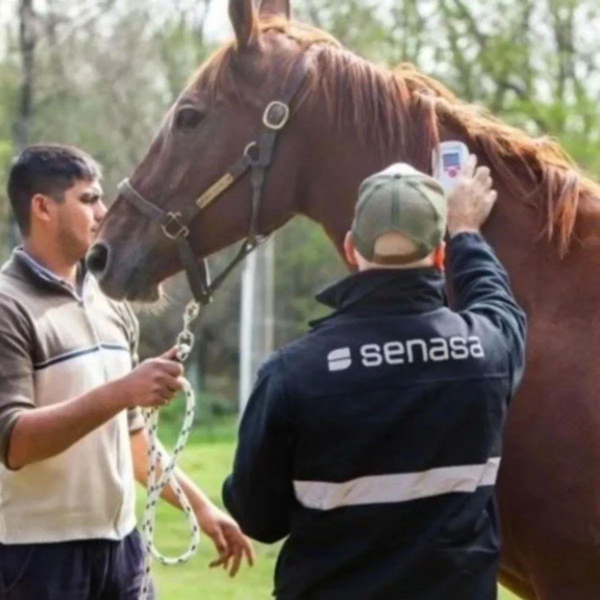 Confirman el primer muerto por encefalitis equina en Argentina y hay 12 casos en el país