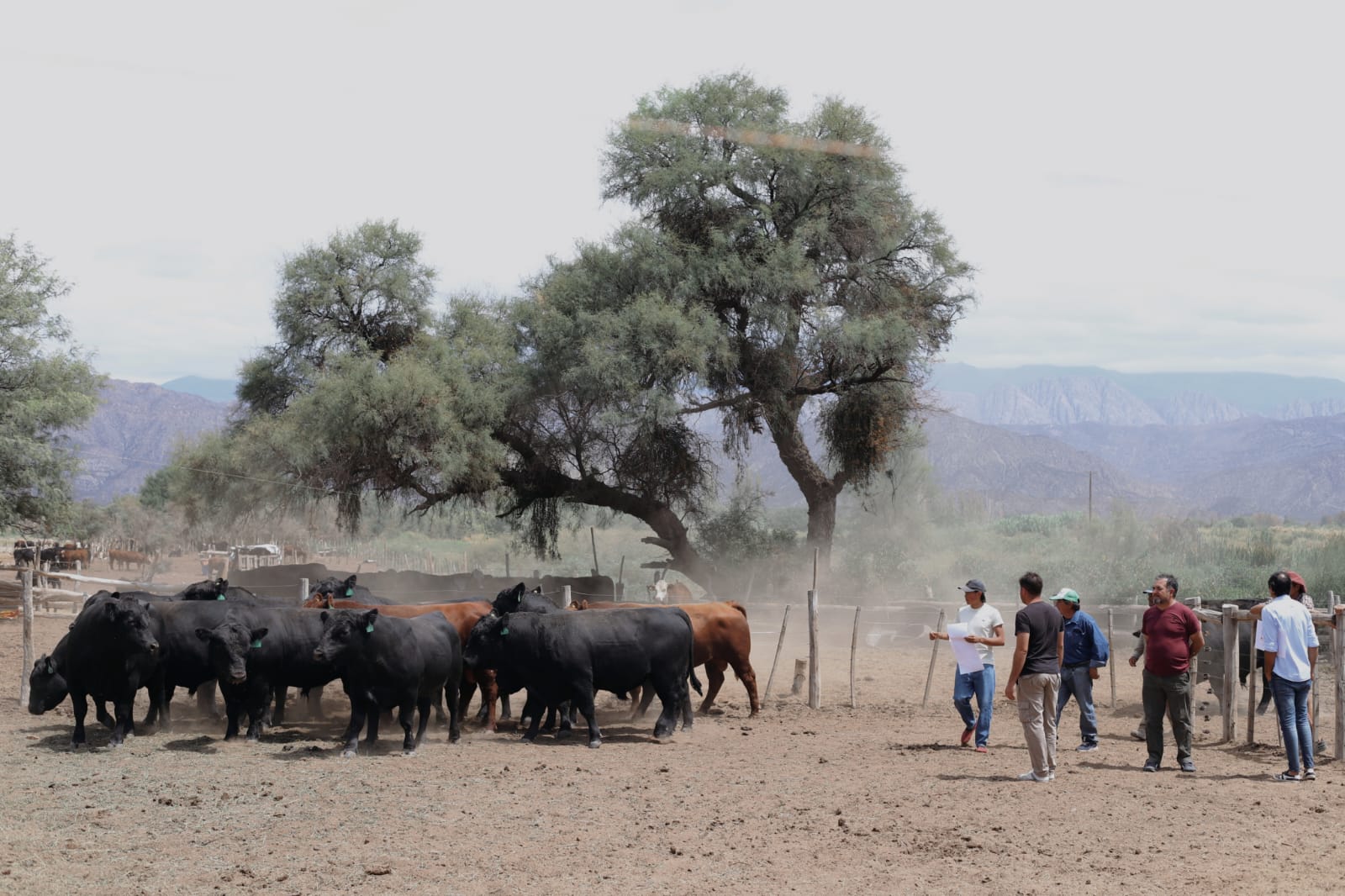 Productores ganaderos recibieron 18 toros reproductores