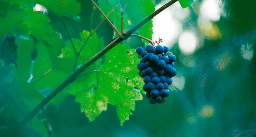 Más palabras sobre la vid y el vino