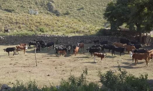 Valle Fértil: bloquearon 4 mil vacunos y se tomaron muestras para determinar el estado sanitario
