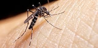 El dengue no pasó todavía, pero cayeron sensiblemente los casos