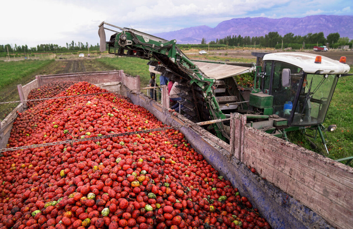 Creció un 14% la superficie cultivada con tomate para industria