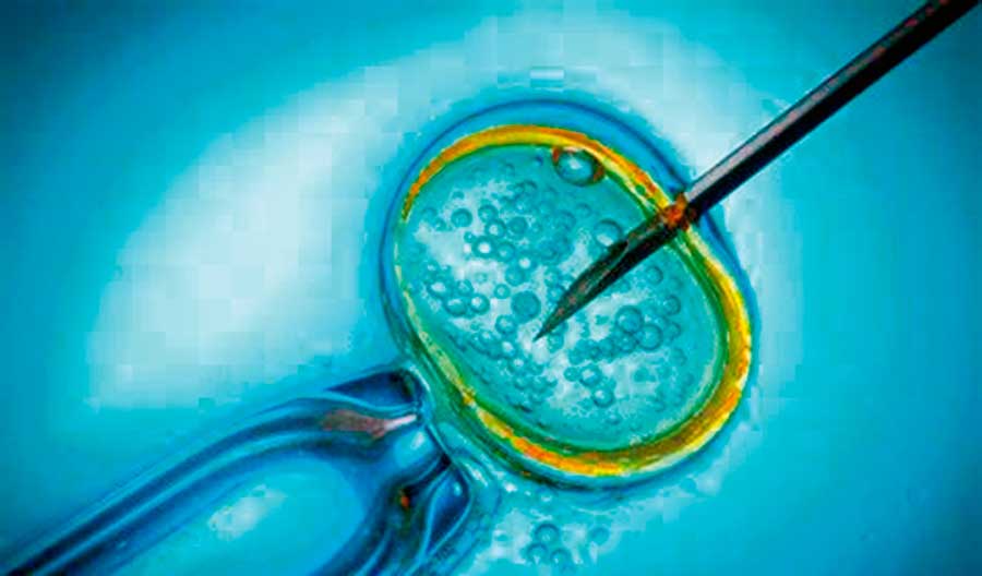 La fecundación in vitro