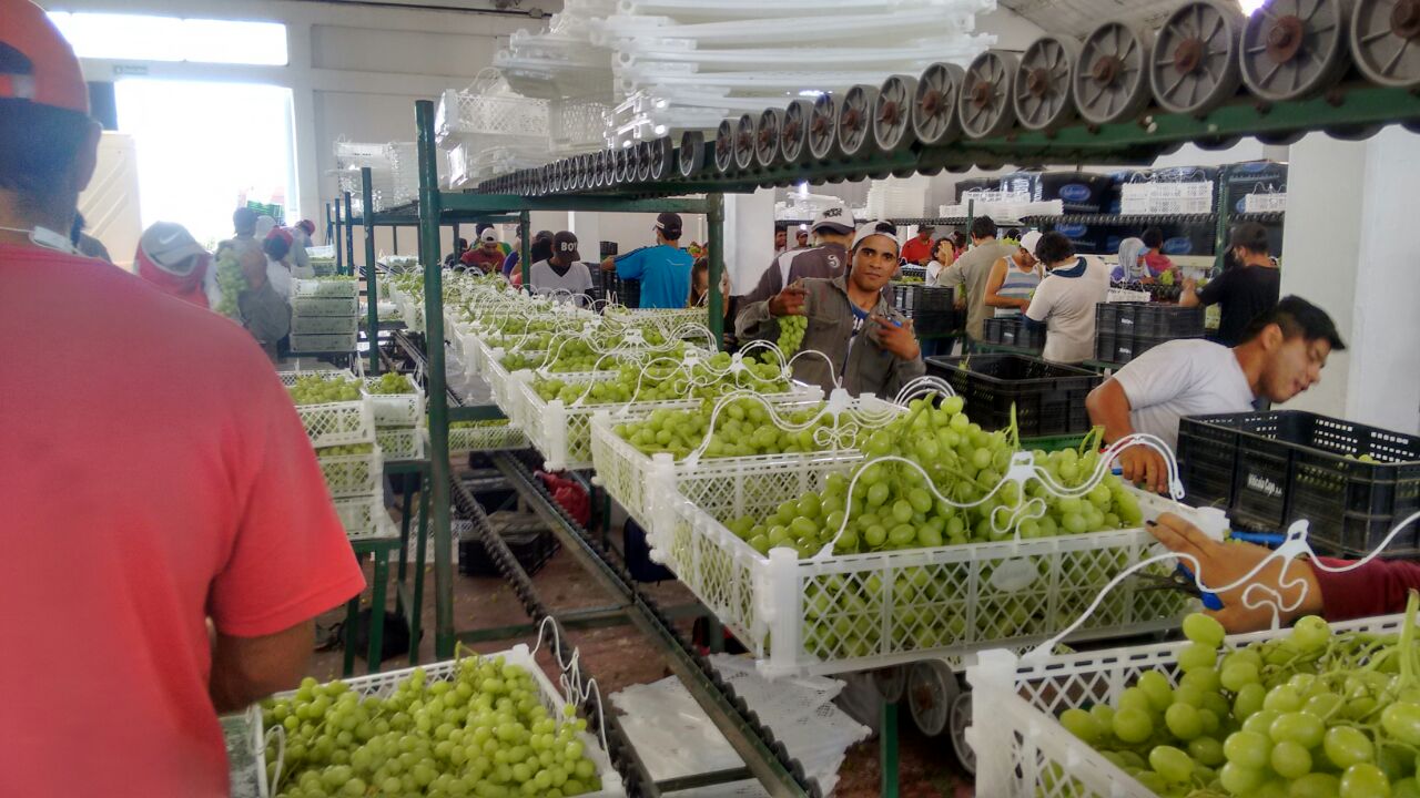 Las exportaciones locales crecieron poco más del 42% en el primer semestre