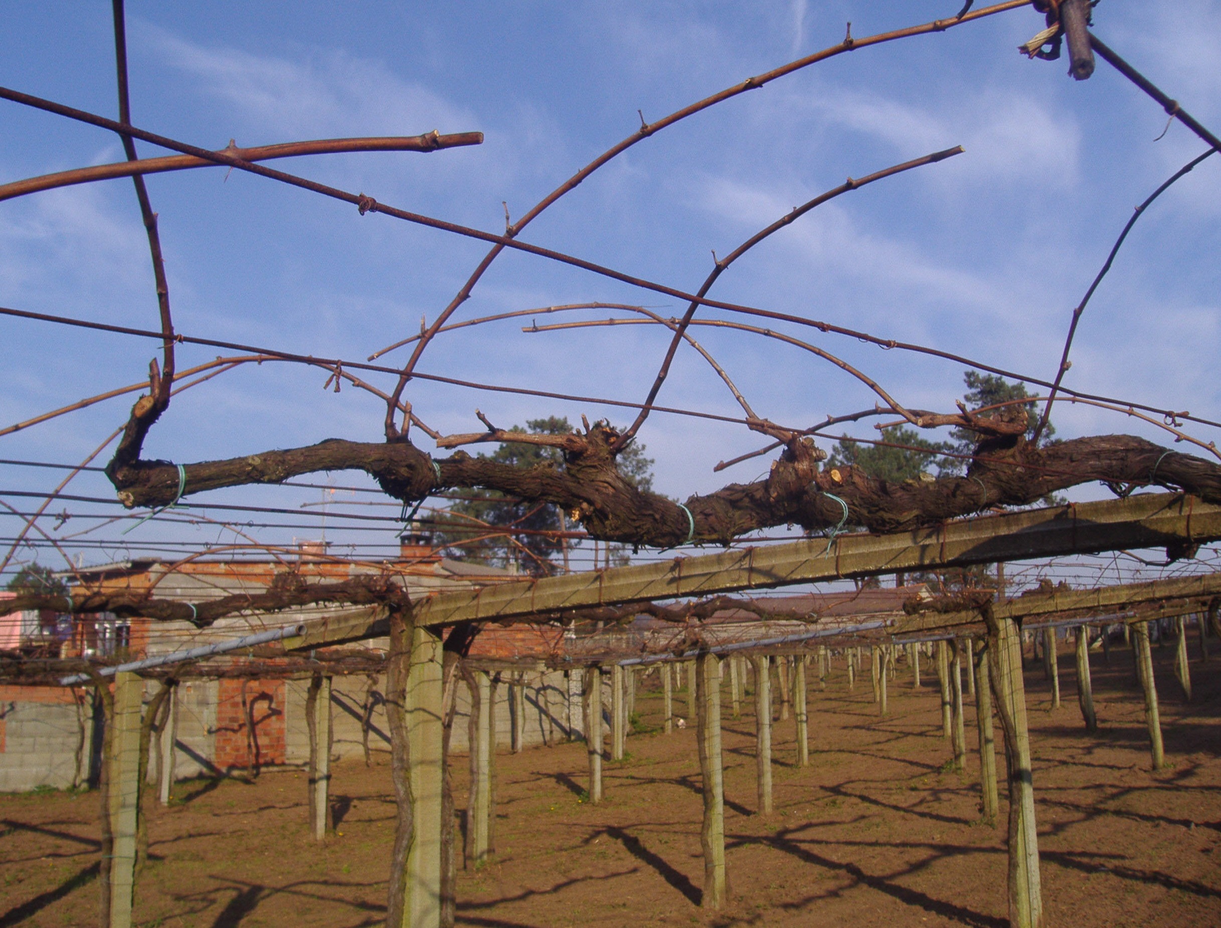 En el campo celebran la llegada de los días fríos
