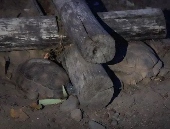 Tortugas , Faunístico