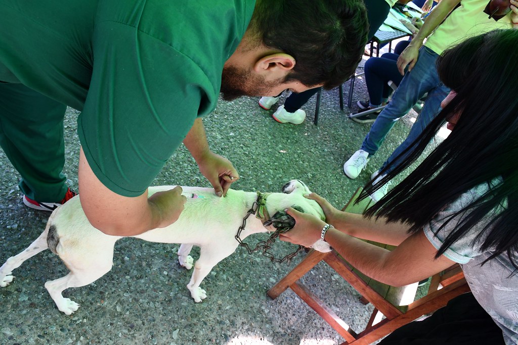 El programa de tenencia responsable de mascotas esterilizó a unos 2.800 perros y gatos