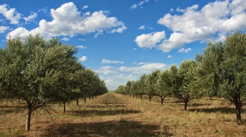 olivos en san juan