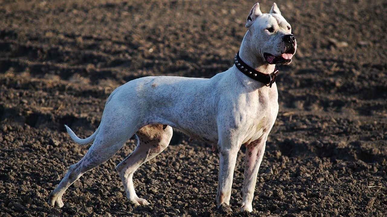 Chimbas: un dogo atacó a una niña de 6 años