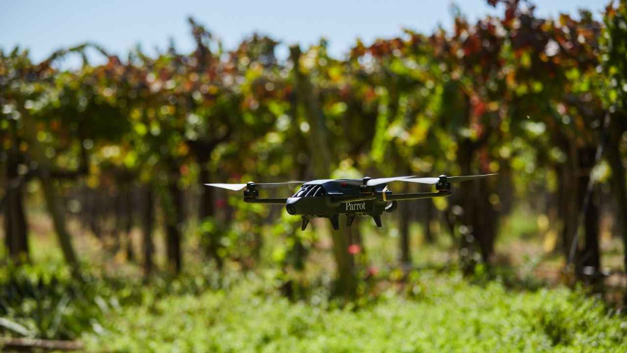 Refuerzan el combate contra la Lobesia Botrana con aviones, drones y créditos accesibles