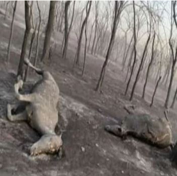 Valle Fértil: el fuego calcinó animales y vegetación, hubo familias evacuadas