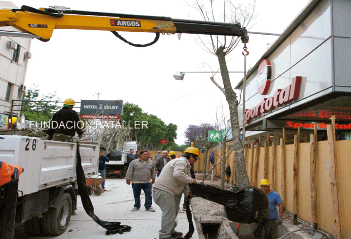 2018 – Llegan los nuevos árboles para la Peatonal