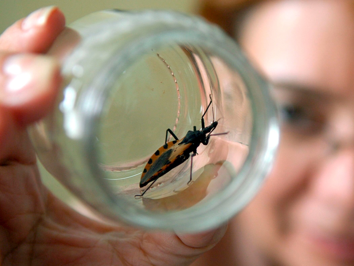 Enfermedad de Chagas: más del 70% de los afectados desconocen su condición
