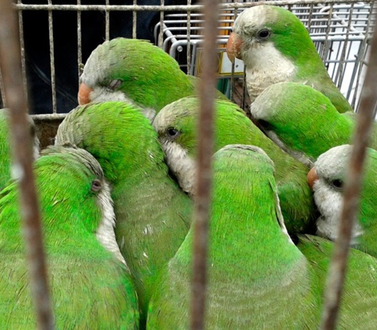 Preocupa en San Juan la aparición de casos de Psitacosis en Mendoza: qué animales lo trasmite y qué provoca en los humanos