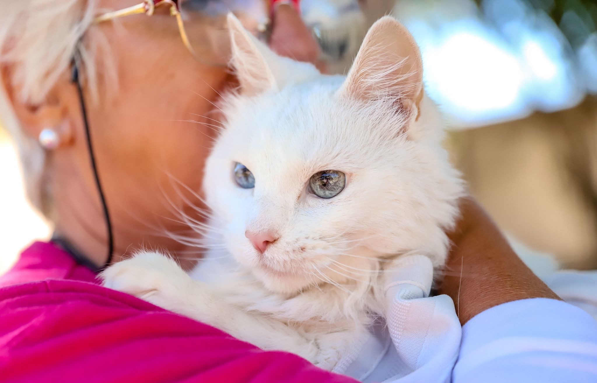 La Ciudad suma fechas de vacunación antirrábica para perros y gatos