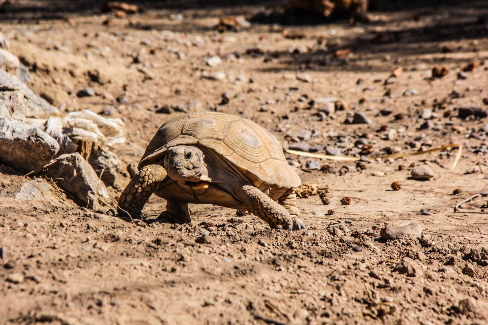 San Juan fue protagonista de un importante hallazgo científico mundial: descubrieron una especie de parásito que pone en peligro a tortugas terrestres