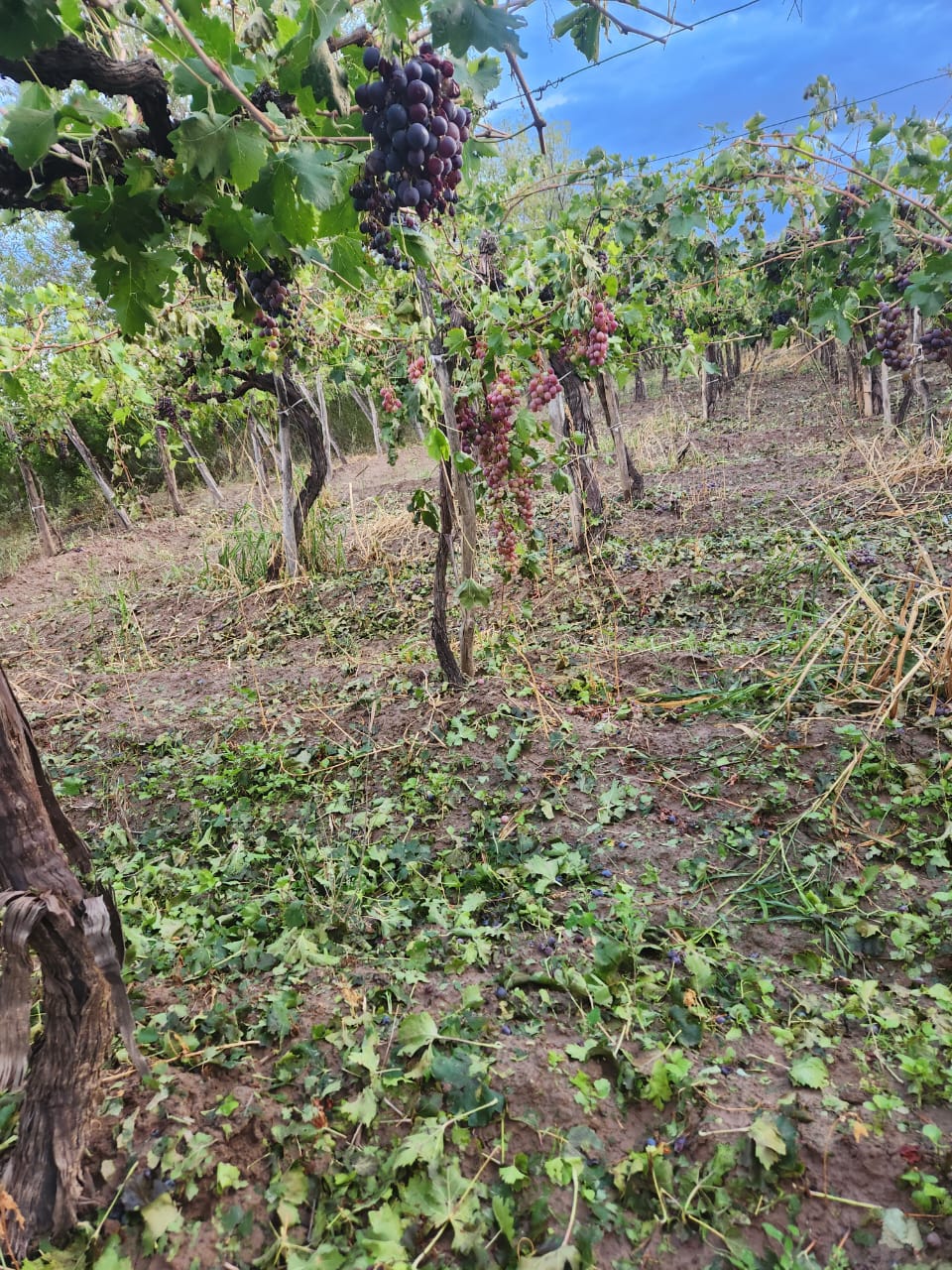 Tras la intensa tormenta, 200 familias debieron ser asistidas y aseguran que hay pérdidas totales