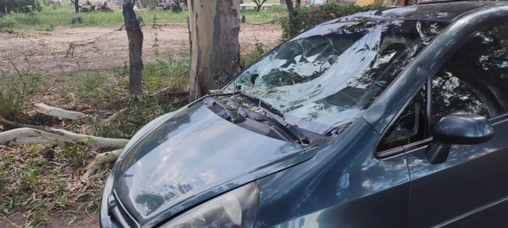 En un confuso hecho, una rama de gran porte cayó sobre un auto mientras circulaba y atravesó el brazo de una mujer