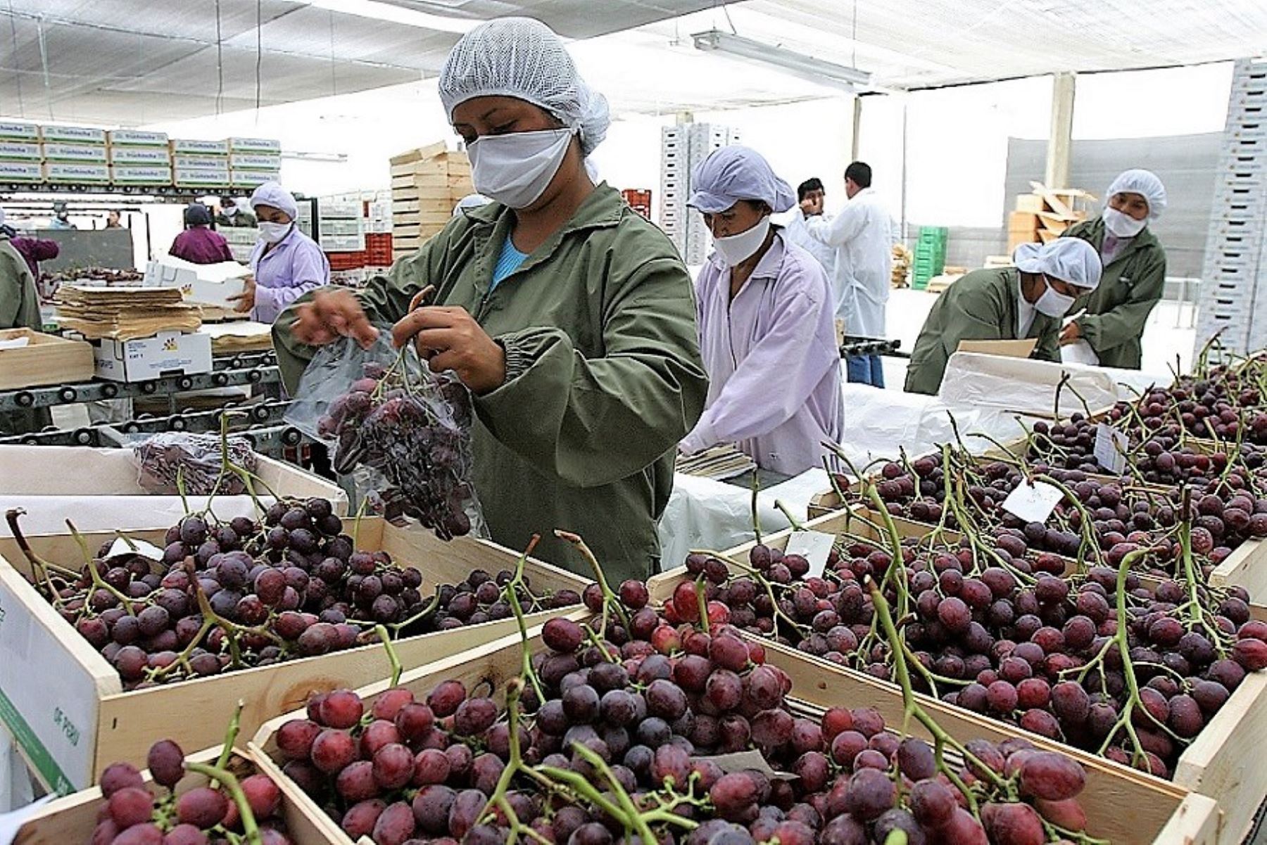 El 2024 cerró con crecimiento de todos los productos exportables de la vitivinicultura