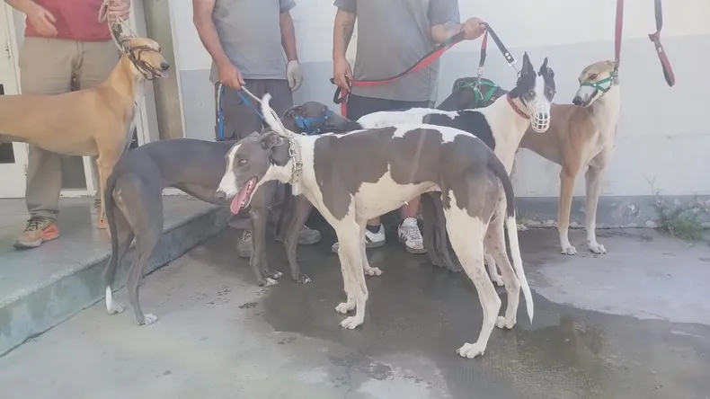 Indignación de proteccionistas tras la carrera ilegal de galgos: «hubo mal accionar policial y habrá recurso de amparo»