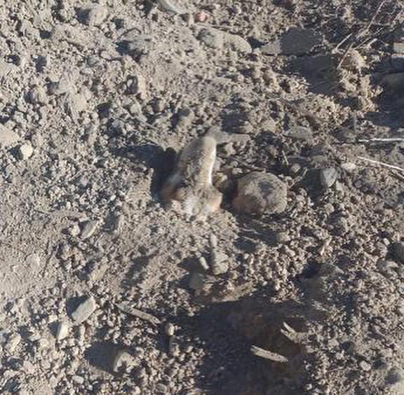 Conmoción en Caucete tras el hallazgo de un perro enterrado vivo