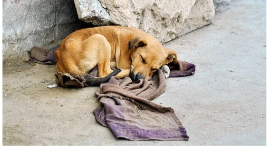 Denuncian que están creciendo los casos de maltrato animal