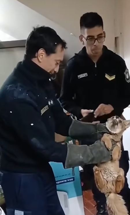 Policías capturan zorro que ingreso a un aula