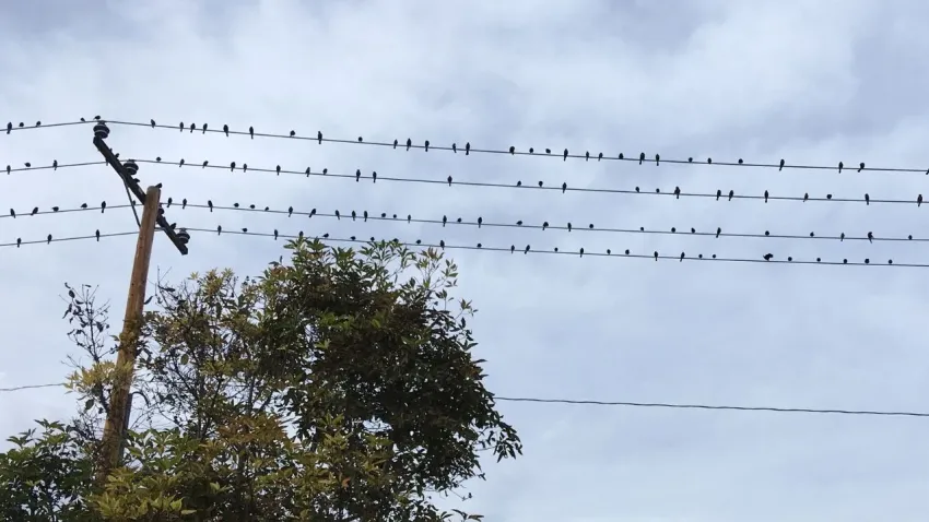 Reclamo de vecinos de Usno: Naturgy culpó a las aves que se posan en los cables, pero el EPRE la intimó por falta de inversión