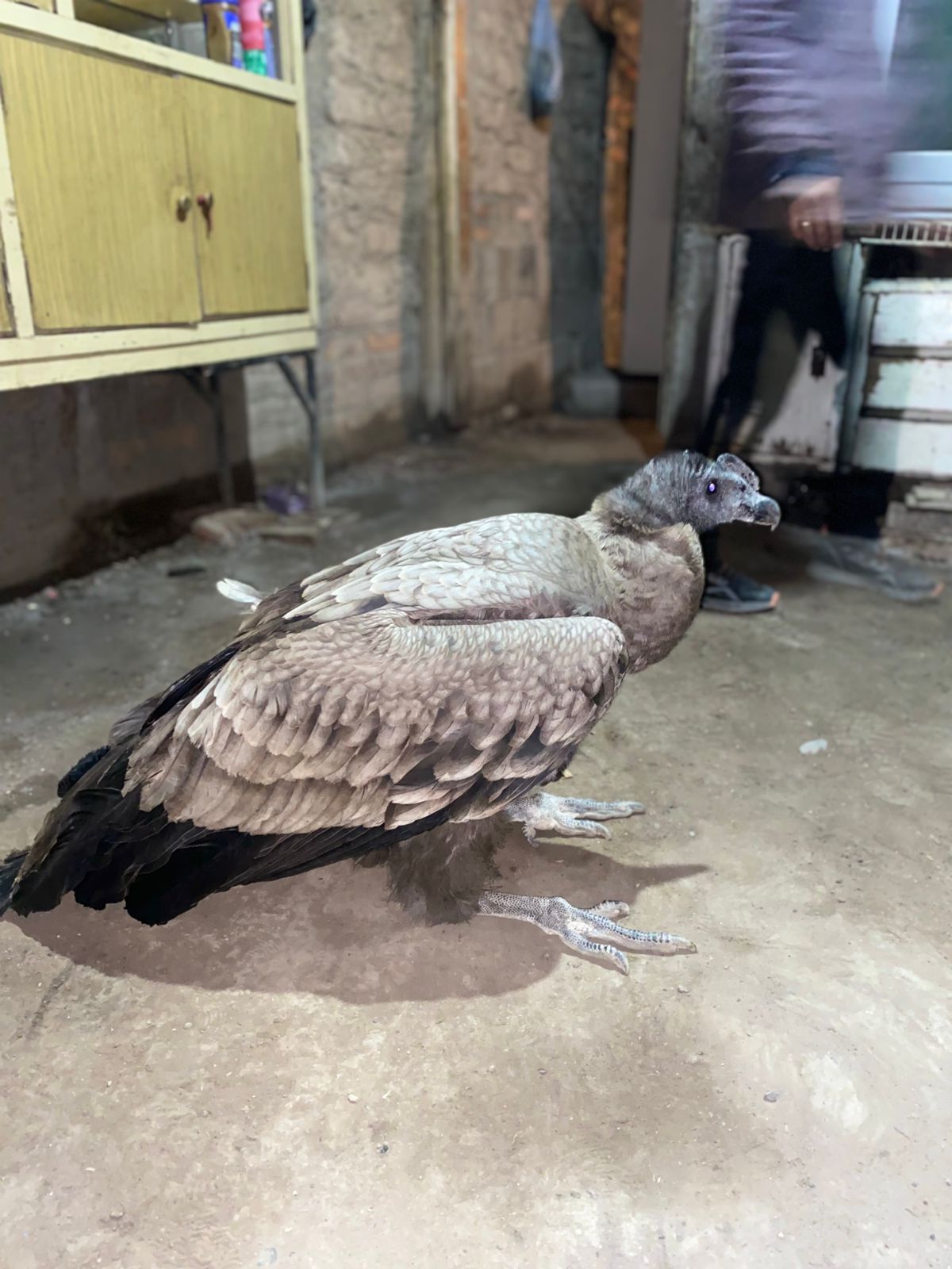 Rescatan cóndor que estaba en zona urbanizada