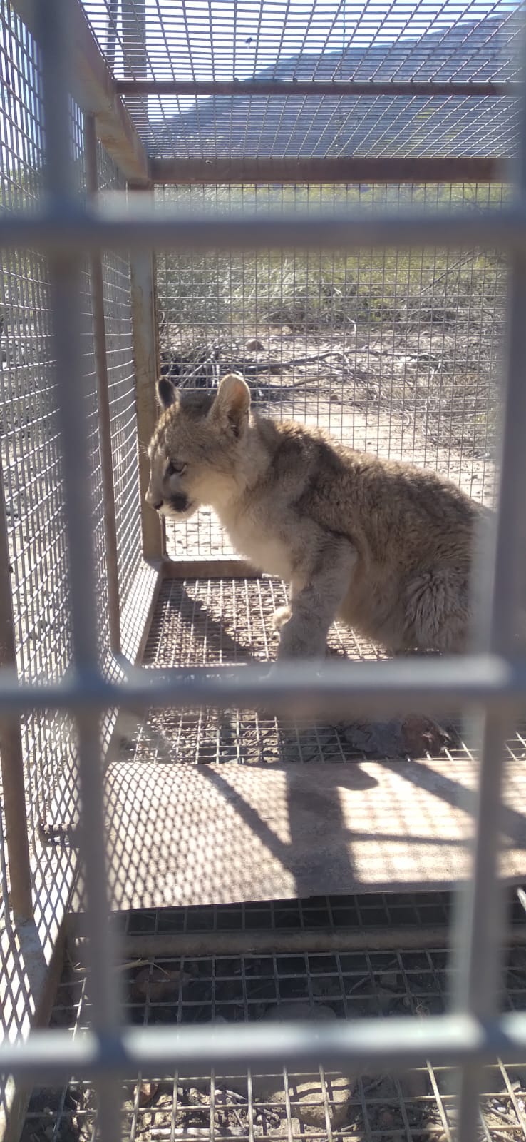 La Secretaría de Ambiente rescató un puma en Zonda y evalúa su rehabilitación