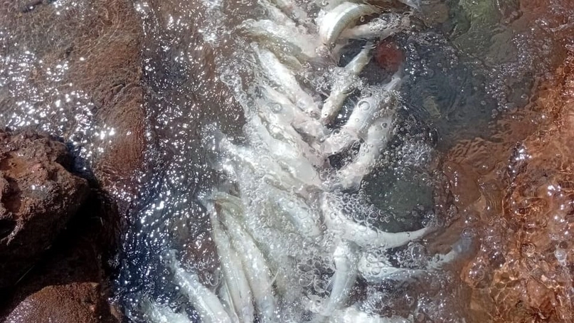 Ambiente determinó la causa por la que hubo gran cantidad de peces muertos en el Dique Cuesta del Viento