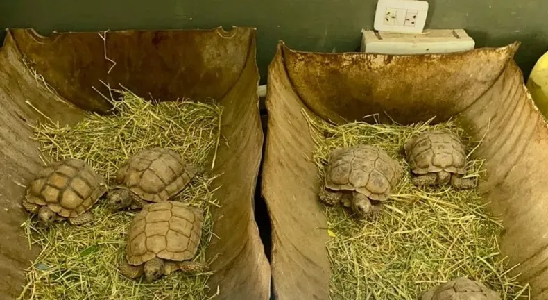 Desbaratan una red de tráfico ilegal de fauna en Sarmiento y Caucete: más de 60 animales rescatados