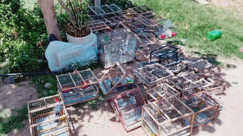 Advierten sobre un peligroso mercado ilegal de aves en San Juan