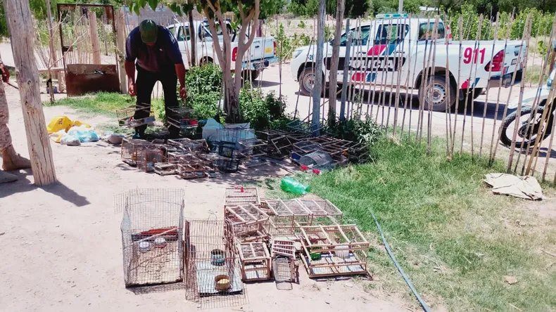 Cayó una banda que traficaba aves en Sarmiento: unas 40 especies fueron rescatadas