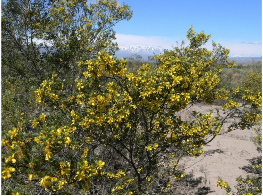 Cambio climático y sequía: alertan por el decaimiento de árboles nativos en San Juan