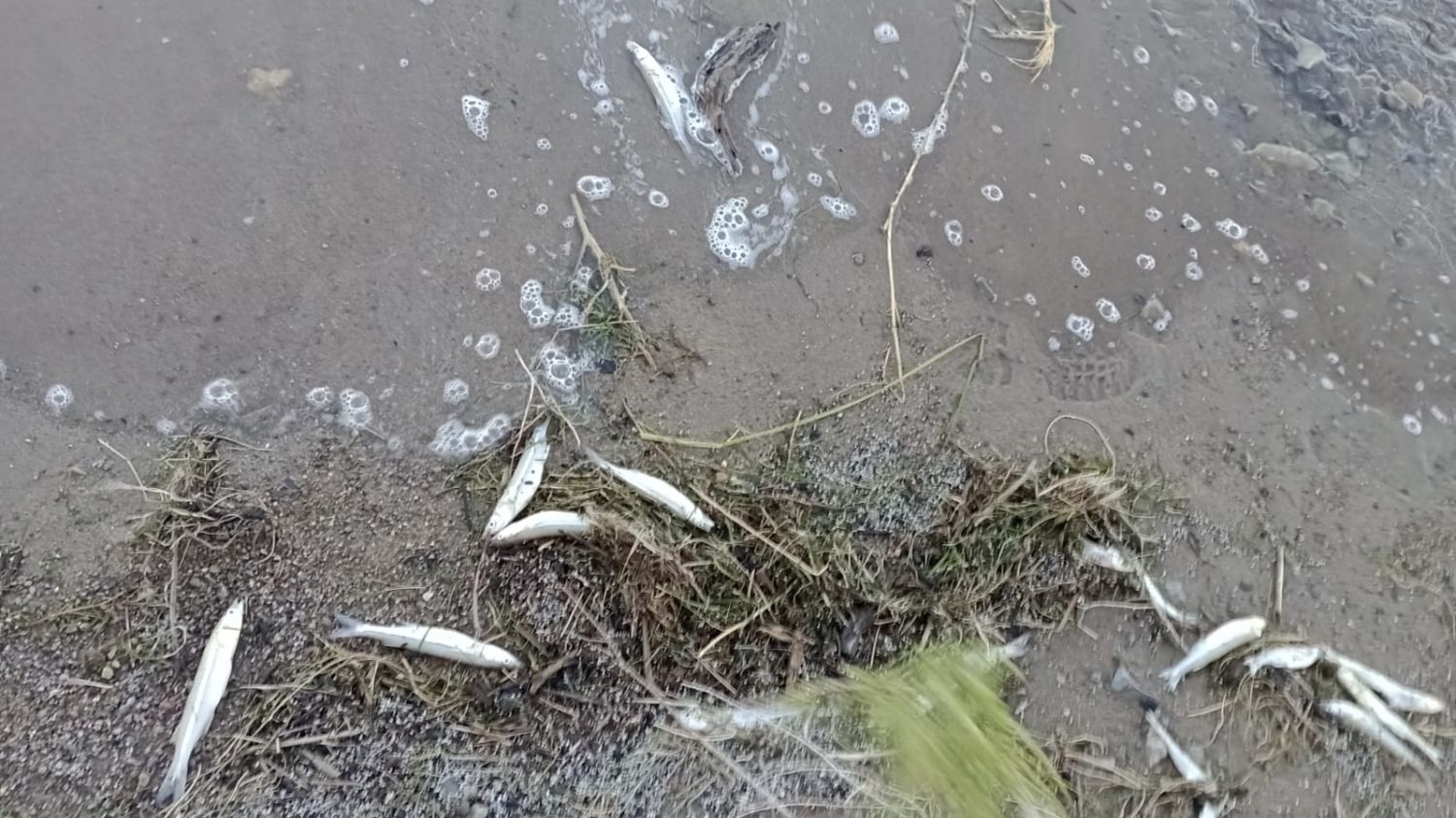 Ambiente remitió a la UFI Jáchal los resultados de las muestras tomadas en el Dique Cuesta del Viento
