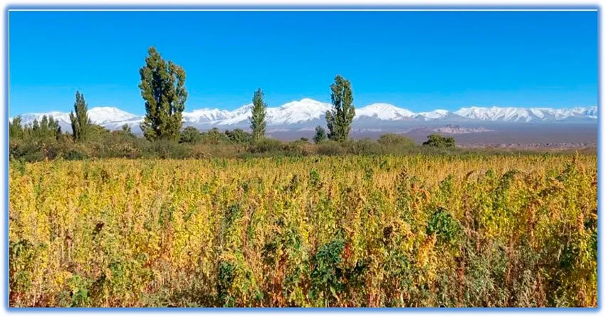 Una quinoa argentina, producida en San Juan, podría viajar al espacio por primera vez