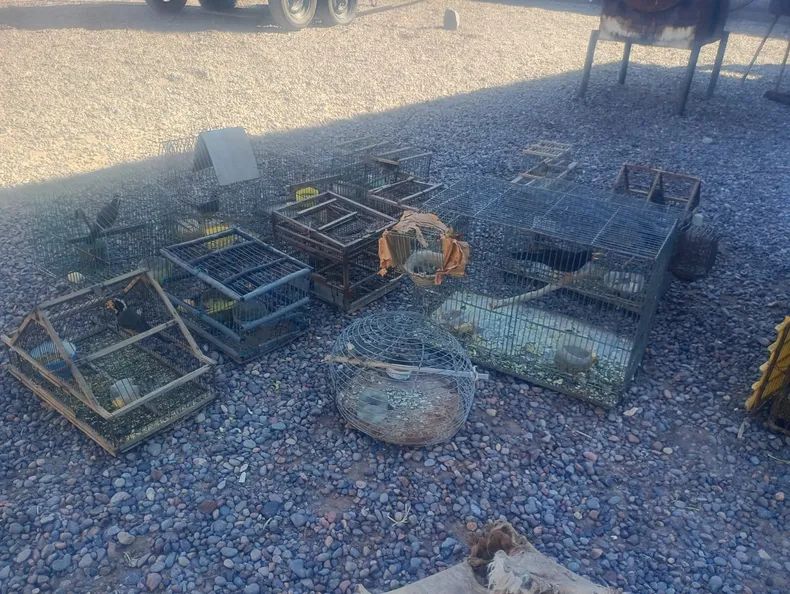 Fuerte golpe a la red de tráfico de fauna en San Juan: en 2025 hubo más de 160 actas de infracción