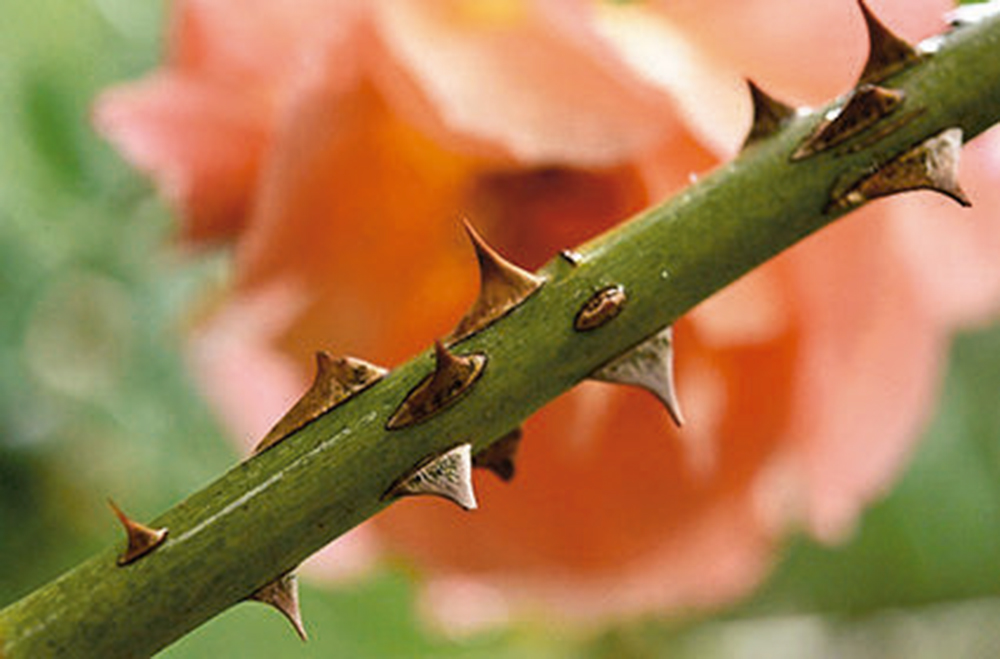 Flor de espina