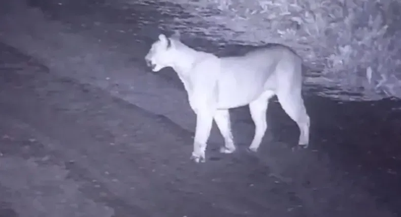 Apareció otro puma cerca de la ciudad en Rivadavia y crece la preocupación en los vecinos