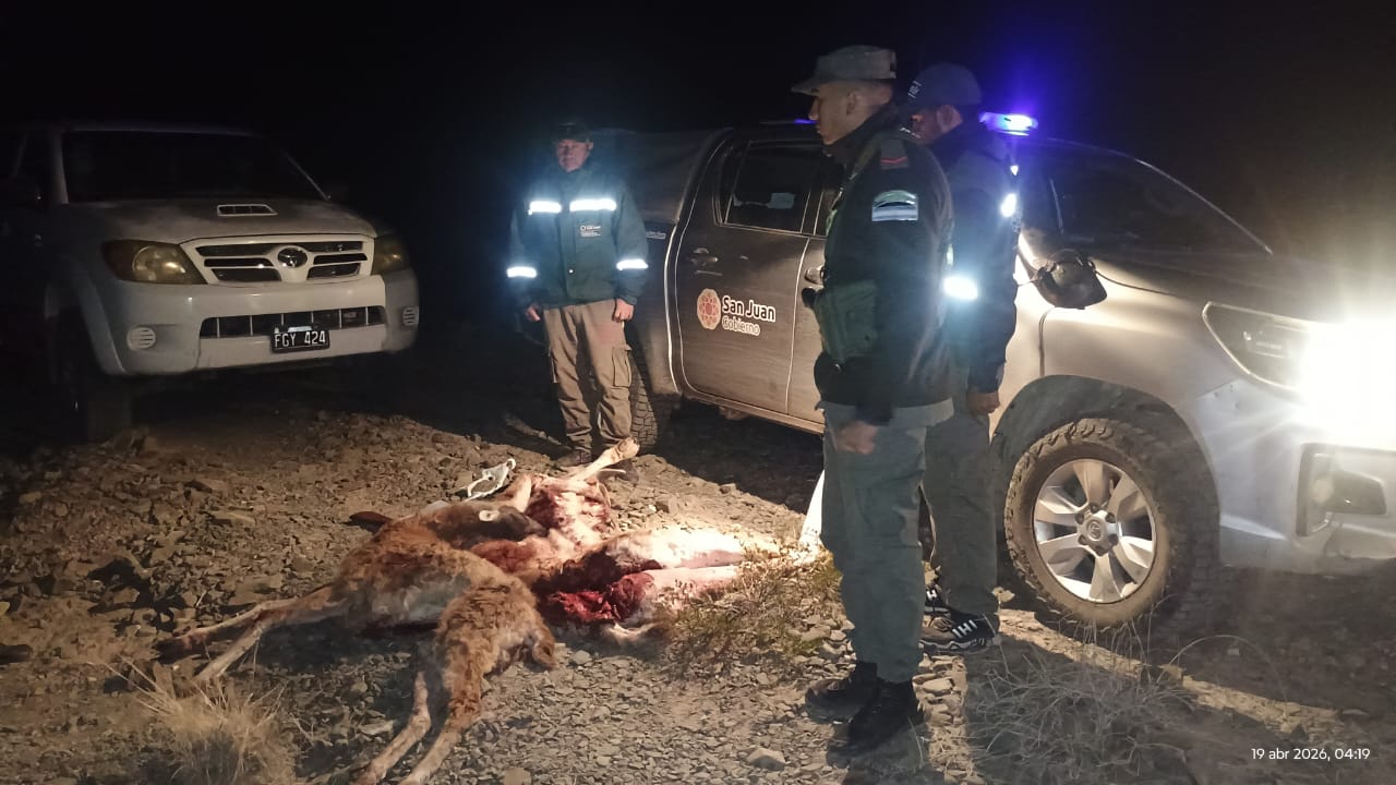 Cazadores furtivos quedaron detenidos en Ullum con guanacos faenados y armas