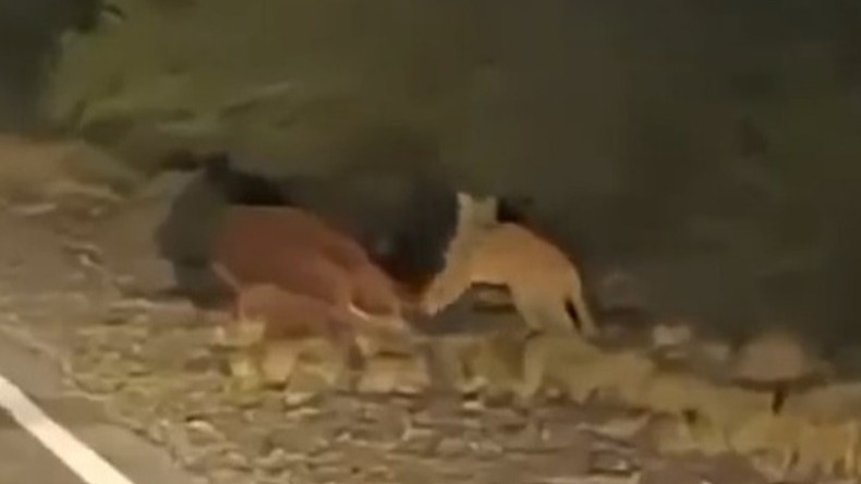 Conmoción en Valle Fértil: Un puma fue visto alimentándose al costado de una ruta