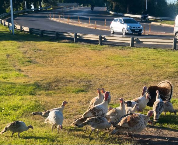 Pavos en Avenida Circunvalción