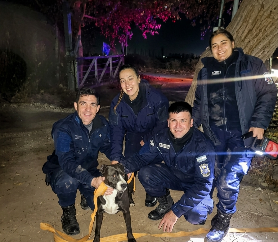 El extraño caso del perro que apareció en la copa de un árbol